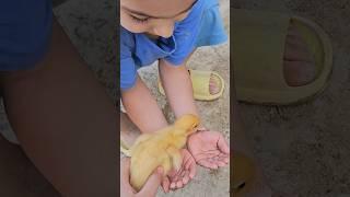 Duck love  #kidstv #babyvideos #shortvideo #fun #keşfet #baby #unikids #viral #babylove #duck