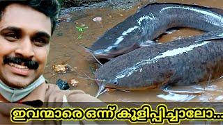 കൊമ്പൻ മുഴി!!!  muzhi lives without water for 9 hrs.. cleaning session..