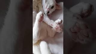 #CAT BELLY UP POSITION | #CAT LEGS ARE POINTED AT WEIRD ANGLES #SHORTS
