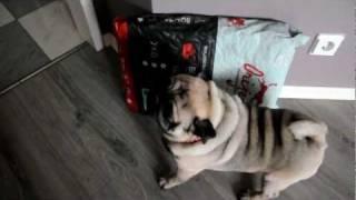 мопс Вася и еда | Pug Vasja and food