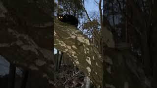 Охота в лесу #котики #cat
