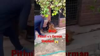 German Shepherd v/s Pitbull danger fighting  #pitbull#germanshepherd #short #viral #dog_lover #dog