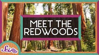 The World’s Tallest Trees! | Explore the Redwoods | SciShow Kids