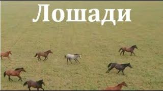 Лошади/Horses(2020/Документальный/Природа/Флора/Фауна) HD - качество