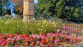 Beautiful flowers blooming in Wickstead park 