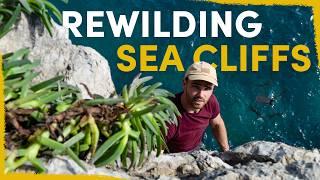 Our Bizarre Approach to Rewilding Sea Cliffs
