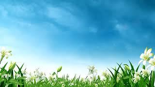 Blue sky white clouds green grass flowers dynamic loop background HD video