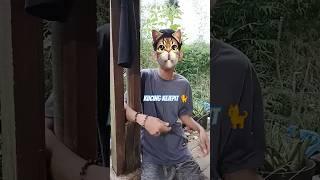 #kucing kejepit #feedshorts #shorts #feed #fypシ゚ #fypshorts #comedy #trending #funny #lucu #memes