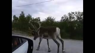 Cказочная дорога в Финляндии.