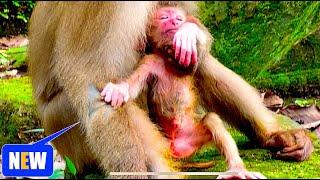 Hot news! Young pigtail monkey mom Linda just has her first baby Boy but baby NO NURSING