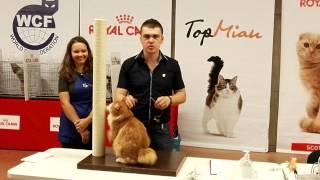 Charismatic kurilian bobtail at cat show