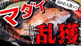 独特すぎる釣り方でマダイを乱獲してしまいました