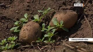 Высокий урожай моркови и томатов