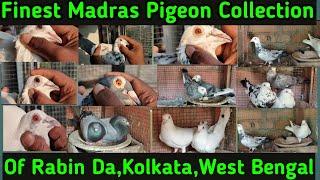 High-Quality Madras Pigeon loft visit of Rabin Da||Kolkata,West Bengal||