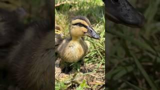 How we use ducks for pest control  #ducks #duckfarming #growyourownfood #farming #offgridliving