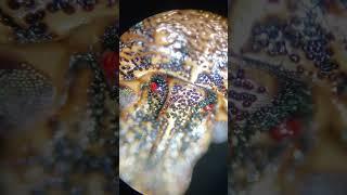 Stink bug under microscope #shorts