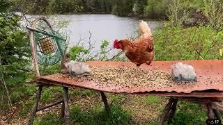 Comical Red Squirrel jumps at Chicken then lands on Chipmunk