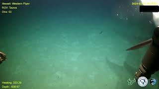 ROV Taurus - Swordfish Encounter