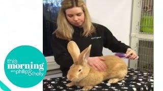 Atlas the Giant Rabbit | This Morning