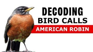 American Robin: Sounds Decoded