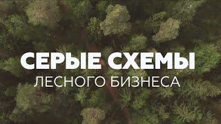 Серые схемы лесного бизнеса: о краже леса и перепродаже древесины. Фильм АТН