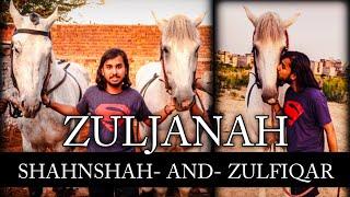 Zuljanah Zulfiqar and Shahnshah Badshah | Horse of Imam Hussain | Zuljanah Vlog