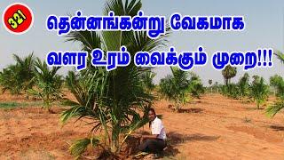 Fertilizer management For Coconut sapling!! தென்னங்கன்று வேகமாக வளர உரம் வைக்கும் முறை!!#fertilizer