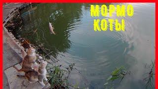 Fish Season  FARIO NT MORM 602XUL-S-21/мормышинг/коты накормлены