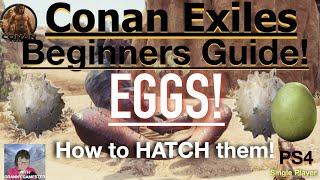 Eggs, how to hatch them! Conan Exiles Beginners Guide 2022