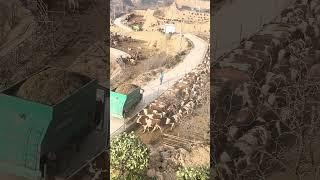 The process of feeding animals using tractor equipment