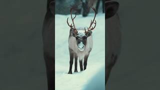 Reindeer  Glowing horns | Finland  #Travelling #Finland #Shorts