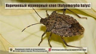 Коричневый мраморный клоп (Halyomorpha halys)