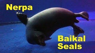 Nerpa - Lake Baikal Seals