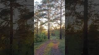 По Горам и лесам Южного Урала #урал #лес #горы