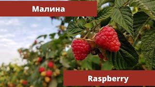 Лекарственные растения. Малина.  Полезные свойства и противопоказания