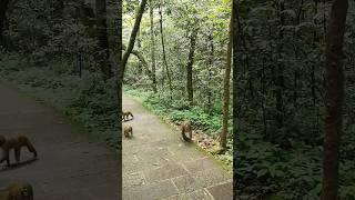 Monkey Roaming #shorts #shortsbeta #shortsviral #shortsvideo #shortsfeed