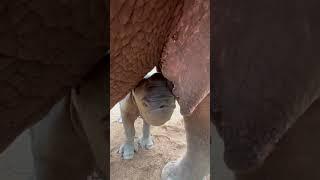 Amazing video of baby rhino drinking from mom