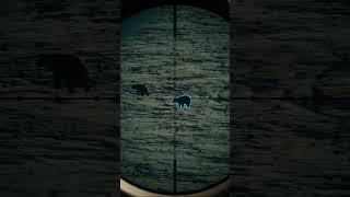 Three shots, three bears! #thehuntercotw #thehunter #cotw #hunting #cotwgameplay #gaming #shorts