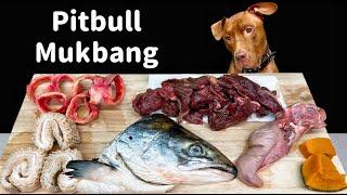 BEST DOG ASMR MUKBANG PITBULL EATING FISH HEAD