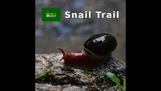 Snail Trail #shorts #short #snailtrail #naturetrail #naturist #trail #youtubeshort #snail #rain