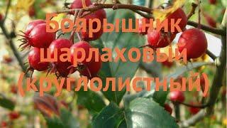 Боярышник круглолистный (crataegus)  круглолистный боярышник обзор: как сажать, саженцы боярышника