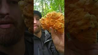 Catch and Cook Chicken of the Woods 