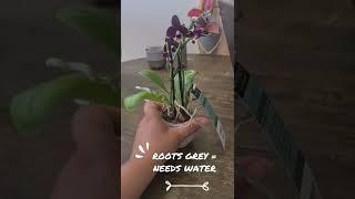 How to care for your first orchid | When to water and where to keep it