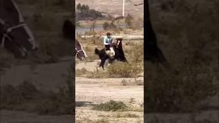 #buzkashi #kupkari #uloq #dushanbe #kokpar #tjk #uzb
