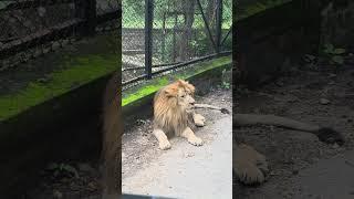 lion   King of Jungle