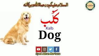 Animals Name in English-Arabic | أسماء الحيوانات | Arabic Vocabulary