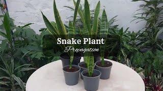 How to Propagate Snake Plant by Division | Snake Plant Propagation in Soil and Water | Sansevieria