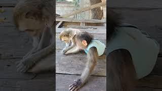 Monkey sitting and playing #monkeysr #monkeychallenge #babymonkey #monkeychallenge #babymonkey