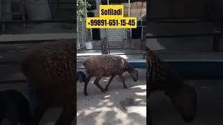 ARASHAN egizak sotiladi  Narhi 700 $Manzil..Marģilon Dastafka hizmati bor +998916511545