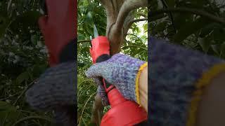 Test A Cordless Electric Pruning Shears by cutting branches of Cinnamomum burmanni